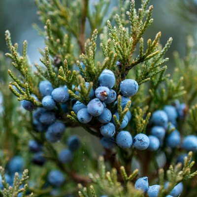 How To Guide - Evergreen Plants