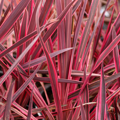 How To Guide - Plants For Drought