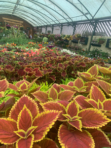 Garden Centre Photos