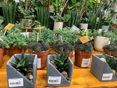 Garden Centre Photos