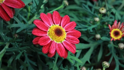 Garden Centre Photos