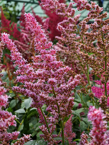 Garden Centre Photos