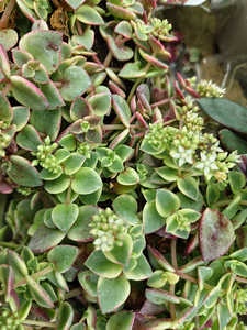 Garden Centre Photos