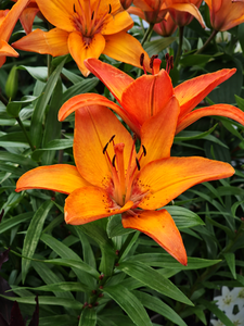 Garden Centre Photos