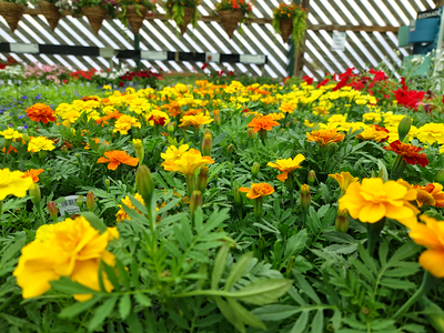 Garden Centre Photos