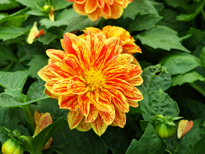 Garden Centre Photos