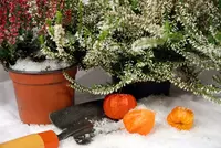 A gardener's Christmas wishlist