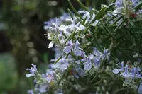 Grow your own bouquet garni