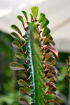 Colourful cacti