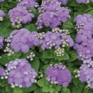 Ageratum Aloha Blue 6 Pack
