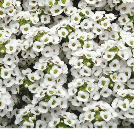 Alyssum Clear Crystal White 9 Pack