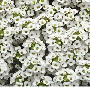 Alyssum Clear Crystal White 9 Pack