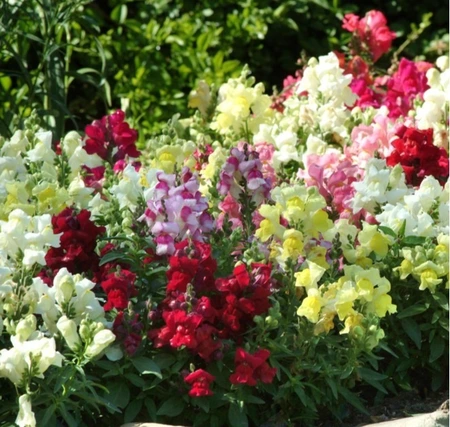 Antirrhinum Sonnet Mix 9 Pack