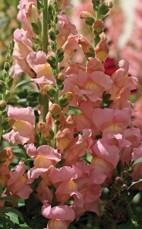 Antirrhinum Sonnet Pink 9 Pack