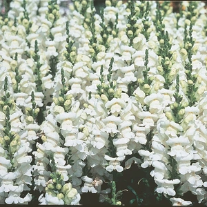 Antirrhinum Sonnet White 9 Pack