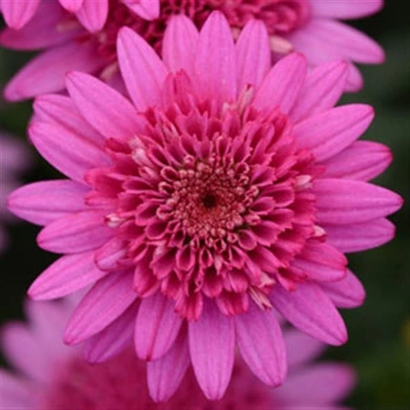 Argyranthemum Madeira C HotPink 1L