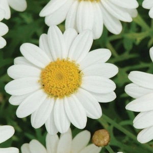 Argyranthemum Madeira White 1L