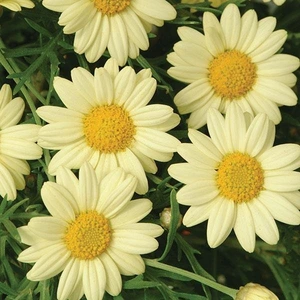 Argyranthemum Madeira Yellow 1L