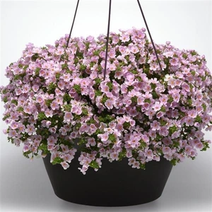 Bacopa Megacopa Pink Shine 10.5cm