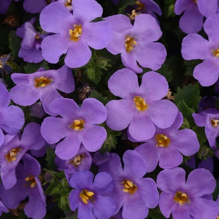 Bacopa Megacopa Purple 10.5cm