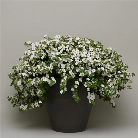 Bacopa Megacopa White 10.5cm