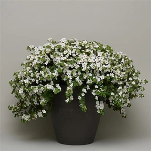 Bacopa Megacopa White 10.5cm