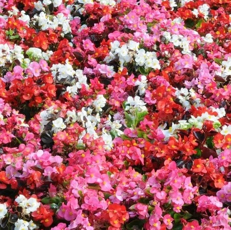 Begonia Devil Delight Mix Jumbo 6 Pack