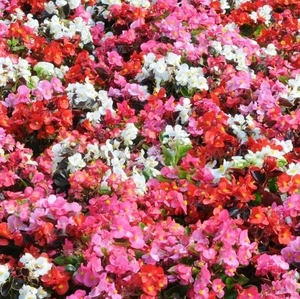 Begonia Devil Delight Mix Jumbo 6 Pack