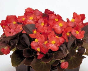 Begonia New Globe Scarlet 6 Pack