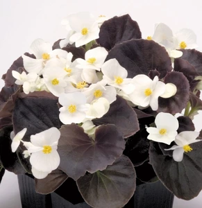 Begonia New Globe White 6 Pack