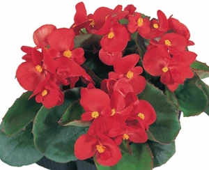 Begonia Quick Red 6 Pack