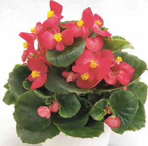 Begonia Quick Rose 6 Pack