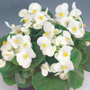 Begonia Quick White 6 Pack