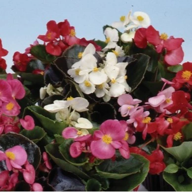 Begonia Supreme Mix 6 Pack