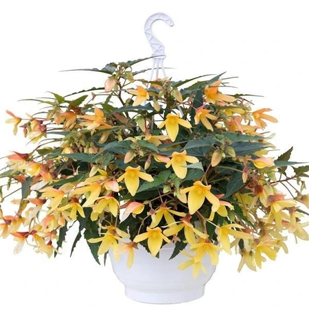 Begonia Groovy Mellow Yellow 1L