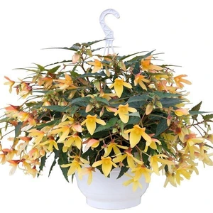 Begonia Groovy Mellow Yellow 1L