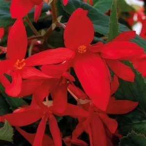 Begonia Groovy Mellow Red 1L