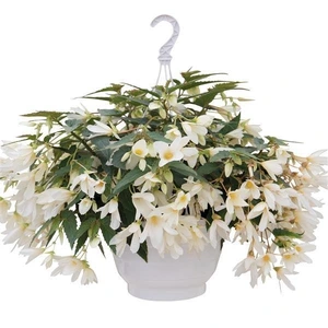Begonia Groovy Mellow White 1L