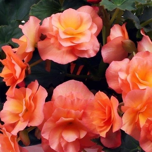 Begonia Solenia Apricot 1L