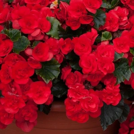 Begonia Solenia Red Orange 1L
