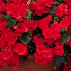 Begonia Solenia Red Orange 1L