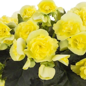 Begonia Solenia Yellow 1L