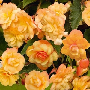 Begonia Illumin.Trailing Apricot Shades 10.5cm