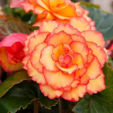 Begonia Illumin. Trailing Golden Picotee 10.5cm