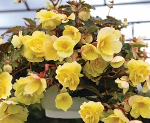 Begonia Illumination Trailing Lemon 10.5cm