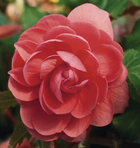 Begonia Illumination Trailing Pink Light 10.5cm