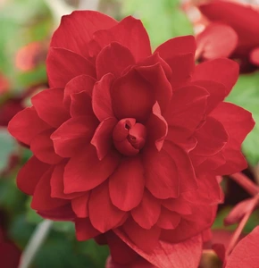Begonia Illumination Trailing Scarlet 10.5cm