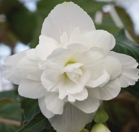 Begonia Illumination Trailing White 10.5cm