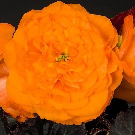Begonia Nonstop Mocca Orange Bright 10.5cm