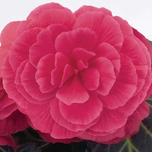 Begonia Nonstop Mocca Pink Shades 10.5cm